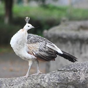 Peafowl mystery? 27th October 2014