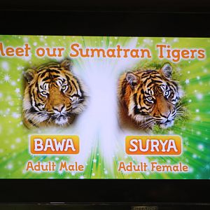 Tiger television screen, 27th October 2014