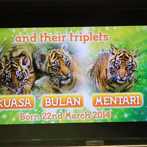 Tiger television screen, 27th October 2014