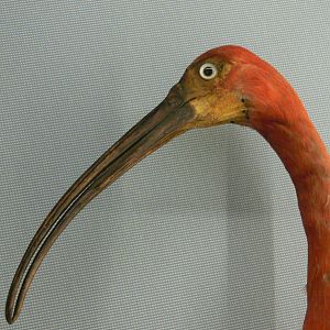 (Taxidermy) Scarlet Ibis at Manchester Museum, 07/01/15
