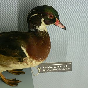 (Taxidermy) Carolina Wood Duck at Manchester Museum, 07/01/15