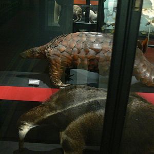 General View at Manchester Museum, 07/01/15
