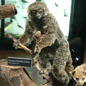 (Taxidermy) Eastern Wooly Lemur at Manchester Museum, 07/01/15