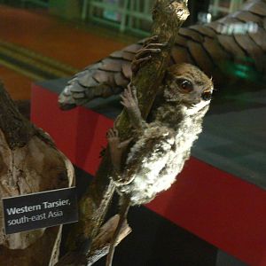 (Taxidermy) Western Tarsier at Manchester Museum, 07/01/15