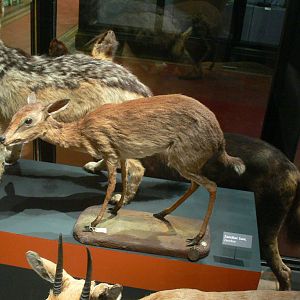 (Taxidermy) Zanzibar Suni at Manchester Museum, 07/01/15