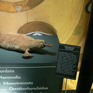 (Taxidermy) Duck-billed Platypus at Manchester Museum, 07/01/15