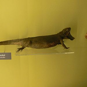 (Taxidermy) Eastern Bearded Dragon at Manchester Museum, 07/01/15