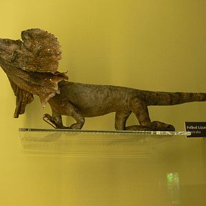 (Taxidermy) Frilled Lizard at Manchester Museum, 07/01/15
