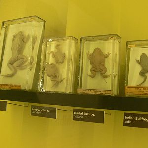 (Taxidermy) Frog Species at Manchester Museum, 07/01/15