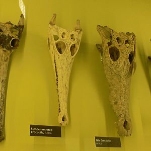 Crocodilan Display at Manchester Museum, 07/01/15