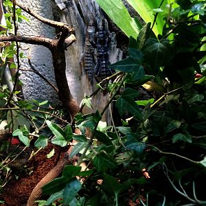 Eurycantha Calcarata