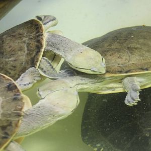 Hilar's toad-headed turtles