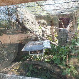 Snake Enclosure