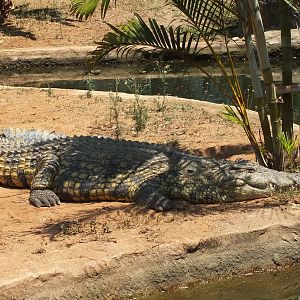 Nile Crocodile