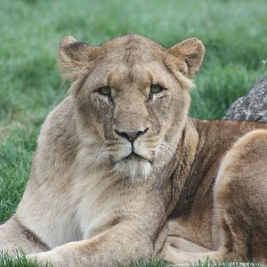 African Lion, 27th October 2014