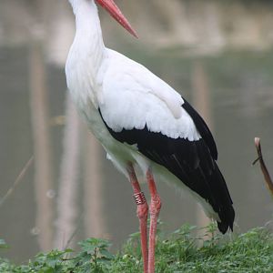 European White Stork, 27th October 2014