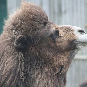 Sorry Pertinax, I like camels, 27th October 2014