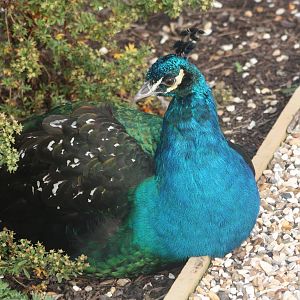 Resting peacock, 27th October 2014