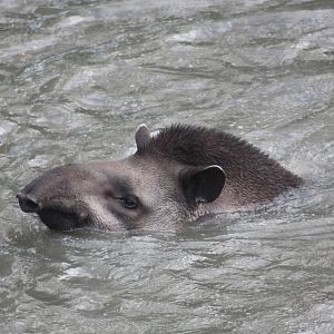 Brazilian Tapir, 27th October 2014
