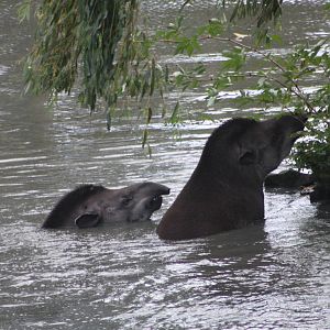 Brazilian Tapirs, 27th October 2014