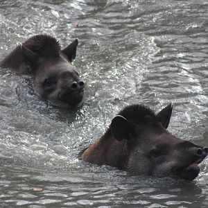 Brazilian Tapirs, 27th October 2014