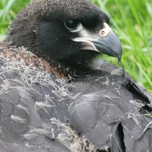 Striated caracara young bird