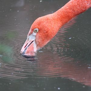 Caribbean Flamingo, 27th October 2014