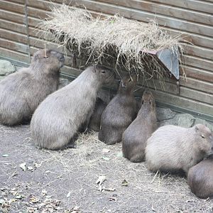 Feeding Capybaras, 27th October 2014