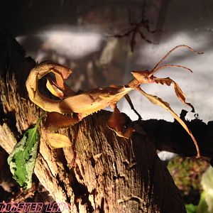 Extatosoma Tiaratum