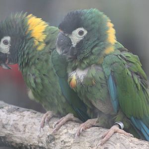 Yellow-collared Macaws, 27th October 2014
