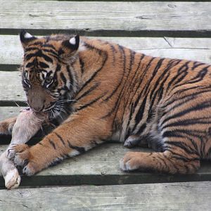 Sumatran Tiger cub, 27th October 2014