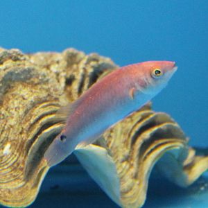 Red fin or Delebius Fairy wrasse