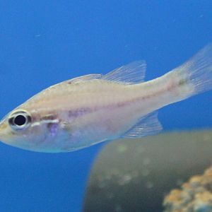 Threadfin or Blue streak cardinalfish