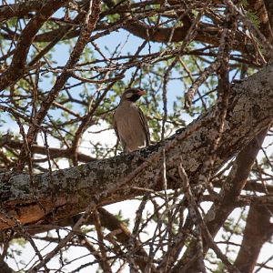 Greater Honeyguide