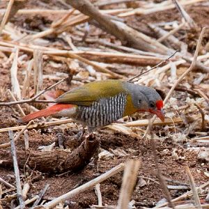 Green-winged Pytilia