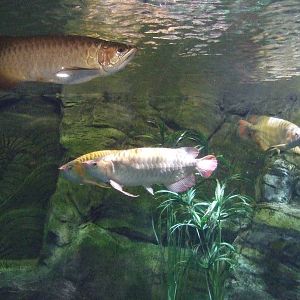Arowana