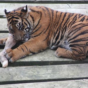 Sumatran Tiger cub, 27th October 2014