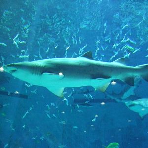 sand tiger shark (Carcharias taurus)