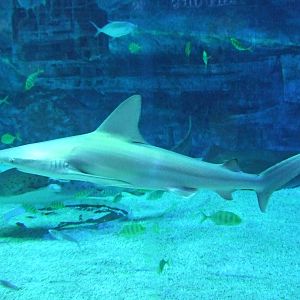 Sandbar shark (Carcharhinus amboinensis)