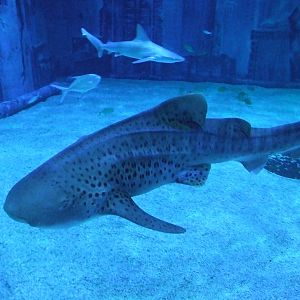 zebra shark (Stegostoma fasciatum)