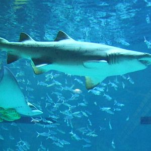 sand tiger shark (Carcharias taurus)