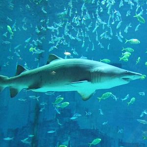 sand tiger shark (Carcharias taurus)