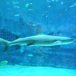 whitetip reef shark (Triaenodon obesus)