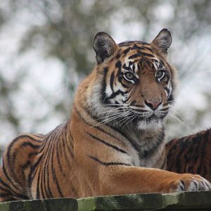 Surya, 27th October 2014