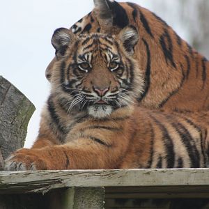 Sumatran Tiger cub, 27th October 2014