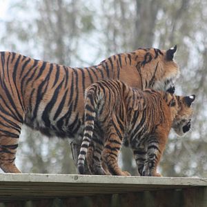 Surya and cub, 27th October 2014