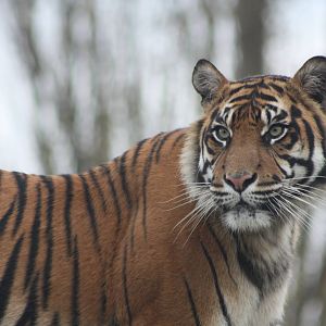 Surya, 27th October 2014