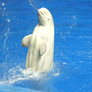 beluga