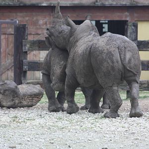 White Rhinoceroses, 27th October 2014