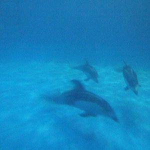 Pacific white-sided dolphin (Lagenorhynchus obliquidens)
